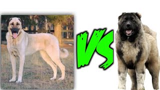 kangal vs caucasian shepherd  caucasian shepherd vs kangal  Dog Zone [upl. by Aline737]