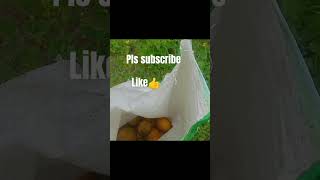 దొసకాయలు తెంపినము 25 బస్తాలు అయినవి agriculture youtubeshorts village [upl. by Arnaud211]