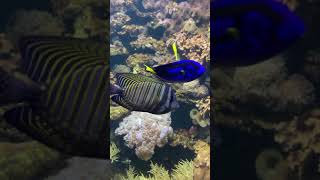 Royal blue tang Paracanthurus hepatic Red Sea sailfin tang [upl. by Ralleigh]