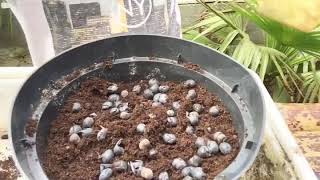 Zaaien Trachycarpus How to sow Trachycarpus [upl. by Boyes]