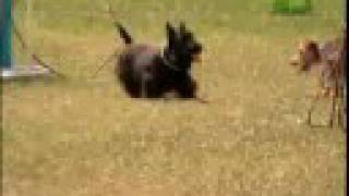 Breed All About It  Scottish Terrier [upl. by Nita]