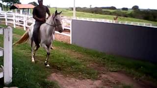 CAVALO MANGALARGA MINEIRO TORDILHO [upl. by Akenal]