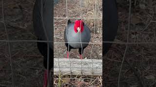 Siamese fireback Sjl Farms pheasant birds [upl. by Jilli965]