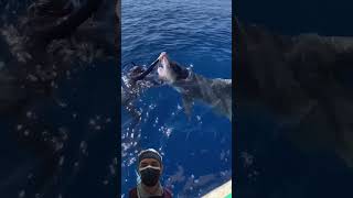 Two Tiger Sharks Charge At Me😯 shark tigersharks sharks sharkdiving sharklife fmvariousanimal [upl. by Ojillek]