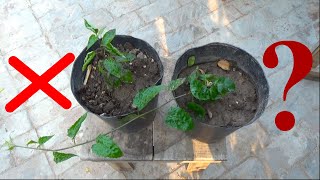 Soil Experiment  Soft Soil Vs Hard Soil  Mitti Main Ye Cheez Kabi Mix Na Krain [upl. by Demahum]