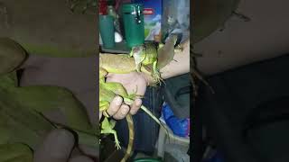 just arrived iguanas in the house 😹❤️🙏 iguana greeniguana [upl. by Hodess]