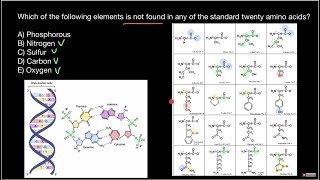 Amino acid composition [upl. by Okiram149]