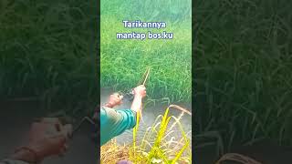 Tarikannya mantap bosku fishing mancingikanwaderdiparit mancing ikan mancingmania mancingikan [upl. by Lekym892]