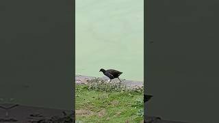 MOORHEN CITY PARK MAASTRICHT 16924 [upl. by Marji753]