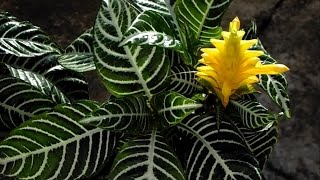 Zebra plant with its yellow bracts flowers [upl. by Aivan191]