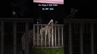 ZOO TAIPING  Nite Safari  Family Time [upl. by Ruel]