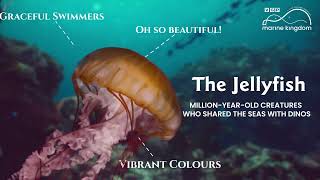 Find the vibrant jellyfish and more than 5000 incredible creatures only at VGP Marine Kingdom [upl. by Ahsim]