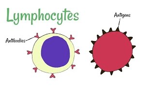 Morphology or Structure of Lymphocytes Appearance Characteristics [upl. by Ilesara]