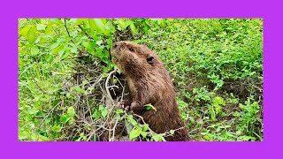 Beaver Climbs Up in a Tree [upl. by Witkin]