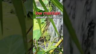 Low maintain waterfall for nature Elephant s ear plants Keeping water clean Ram Giberson Channel [upl. by Lashonda613]