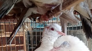 SELASA FULL STOK 101224 UPDATE HARGA ABADI BIRD PALMERAH [upl. by Duong231]