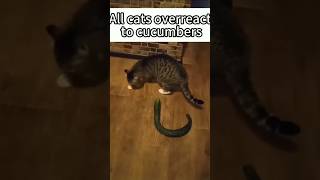 Why all cats overreacting to cucumber🤔 funny cat [upl. by Eerehs]