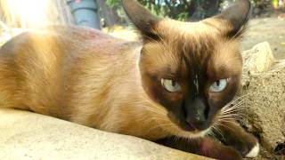 Cat Voice Over ❤️ Siamese Cat Talks to a Stray 💙 cat cats [upl. by Dominus]