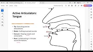 explain classes Phonetics amp Phonology Articulators [upl. by Anyer850]