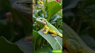 Beautiful Colorful Lizards in Their Natural Habitat lizard shorts shortvideo [upl. by Mcmaster]