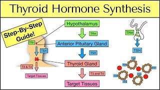 Thyroid Hormone Synthesis StepByStep Pathway Physiology Explained [upl. by Chard]