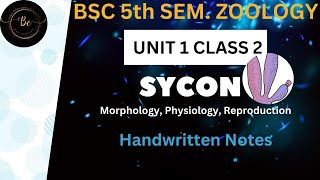 Sycon BSc 5th Semester Zoology Paper 1 Unit 1🔥 Protozoa to Coelentrate bscclassesforall [upl. by Merkle519]