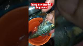 Crayfish menu crayfish crayfishfarming aquarium crayfishfarm crayfishing [upl. by Rexford]