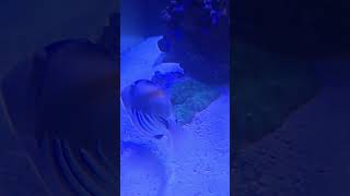 Carpet anemone anemone carpet shortvideo shorts short music reef fish aquarium saltwater [upl. by Ringe874]