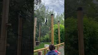 Boise Zoo Male WhiteHanded Gibbon Territorial Call [upl. by Ally738]