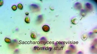 Saccharomyces cerevisiae [upl. by Eirehc]