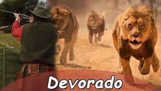 Cazador es devorado por leones  Historias felinas  40 [upl. by Werna708]