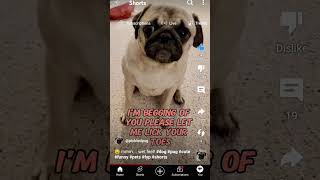 memes pickles The pug [upl. by Nue]