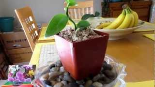 Growing Vanilla Orchid Tips Planifolia Update Part 2 [upl. by Annawd]