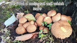 Pholiota Squarrosa Fungi fungi mushroom pholiotasquarrosa autumn nature england walking dog [upl. by Gilford197]