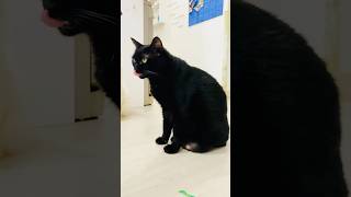 😹 ¿Por qué el maestro de música necesita una escalera 😹 Oiga Gatos Graciosos  Chistes Graciosos [upl. by Neelie566]