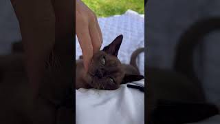 Beautiful Burmese cat cat catcute burmesecat catlover [upl. by Yadnus]