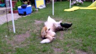 Duck Duck Dog sheltie playing with ducks [upl. by Nellad]