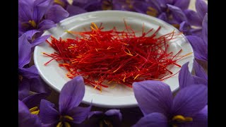 Health Benefits of Saffron From Ancient Times to Modern Day [upl. by Zeidman734]