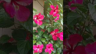 best organic fertilizeryoutubeshorts gardenplants plants caretips [upl. by Sheila]