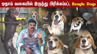 ஓநாய் வகையில் இருந்து பிரிக்கப்பட்ட Beagle Dogs [upl. by Dermot]