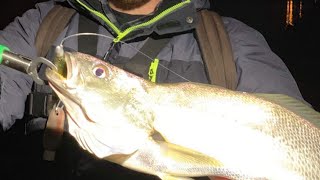 Land based Mulloway fishing with soft plastics Melbourne Victoria Australia [upl. by Whitehurst]