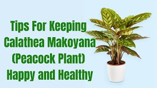 Tips for Keeping Your Peacock Plant Calathea Makoyana Happy and Healthy [upl. by Ellitnahc]