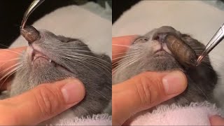 Removing A Huge Botfly Maggot Inside A Cats Nose [upl. by Aleakim275]