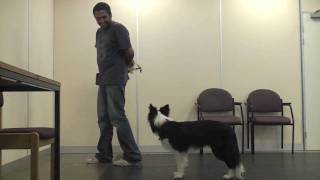 Teaching A Dog To Wear A Muzzle Muzzle Training [upl. by Orlosky]