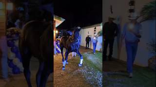 Cuando el caballo sabe bailar mas que tu 🤔💯 bailando caballos jaripeo rodeo mexico [upl. by Lashonda]