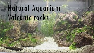 Natural Aquarium Setup with Volcanic rocks [upl. by Xirdnek799]