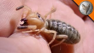 Inquietanti creature del deserto INSETTI SERPENTI E PERFINO SCORPIONI  Brave Wilderness Italiano [upl. by Acinyt758]