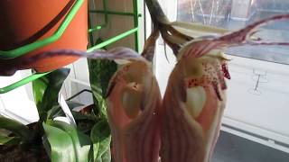 Цветение орхидеи бульбофиллум bulbophyllum longissimum [upl. by Nonnerb]