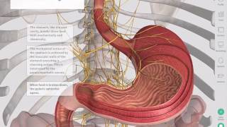 The GastroIntestinal Tract  Complete Anatomy [upl. by Aloivaf]