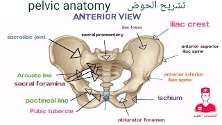 الحوض  Pelvis [upl. by Adnwahsor]